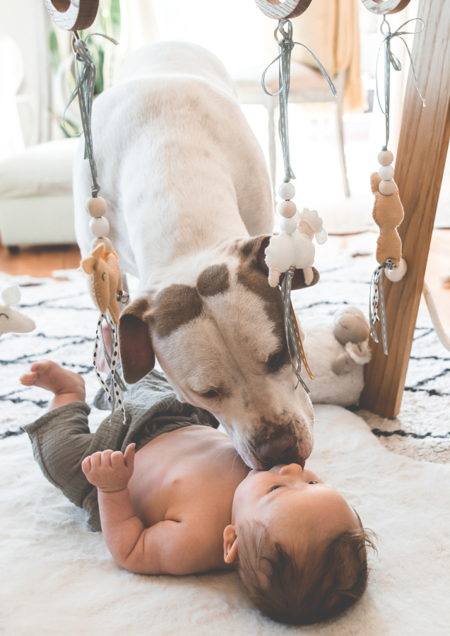 Voy a tener un bebé y tengo un perro/a...